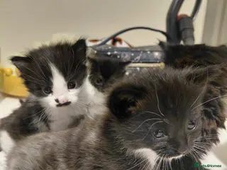 Mixed Breed cats lowely kittens - Advert 14