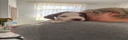 Mixed Breed dogs for sale: Staffie mix breed puppy’s for sale  in Coventry - Advert 4