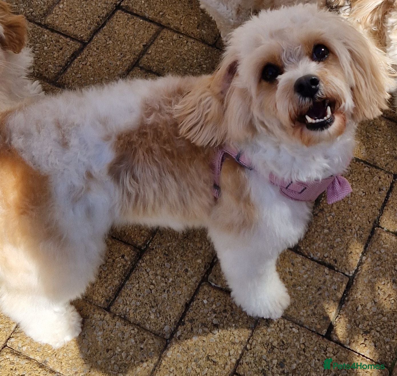 Cavapoochon dogs Beautiful Cavapoochon Pups  - Advert 2