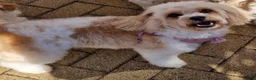 Cavapoochon dogs for sale: Beautiful Cavapoochon Pups  - Advert 1