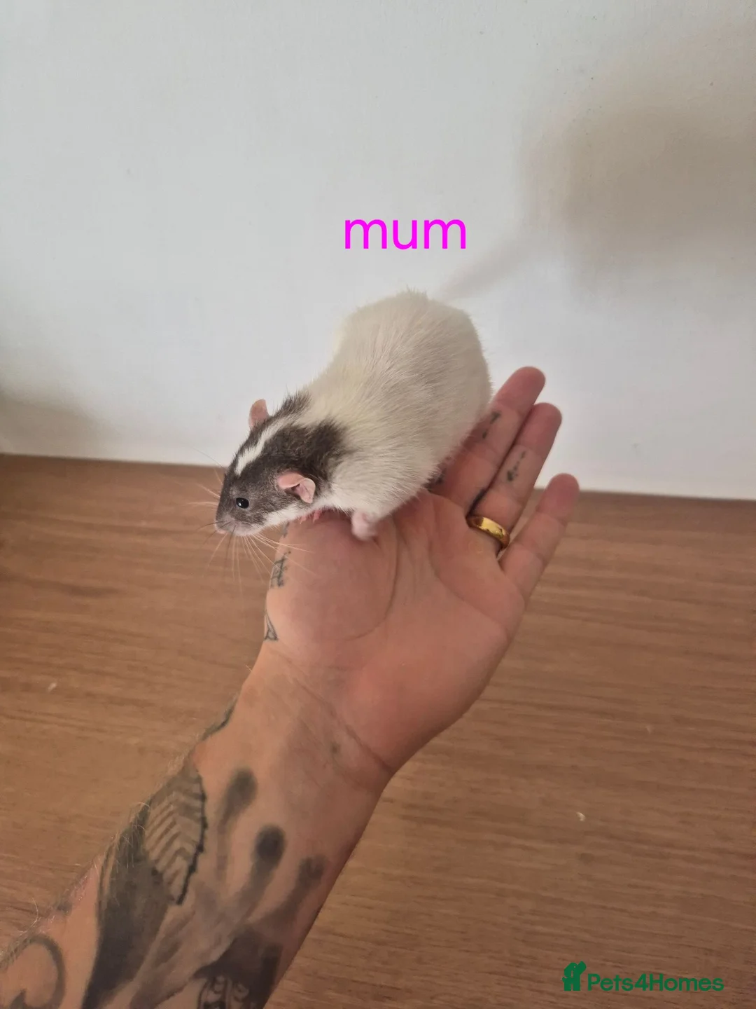 Rat rodents for sale: Baby rats  - Advert 14