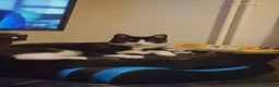 Domestic Shorthair cats for sale: Male Tuxedo Kitten in St. Neots - Advert 3