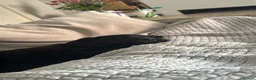Labrador Retriever dogs for sale: 🌟Ready now! 🌟 Black Labrador puppies  - Advert 10
