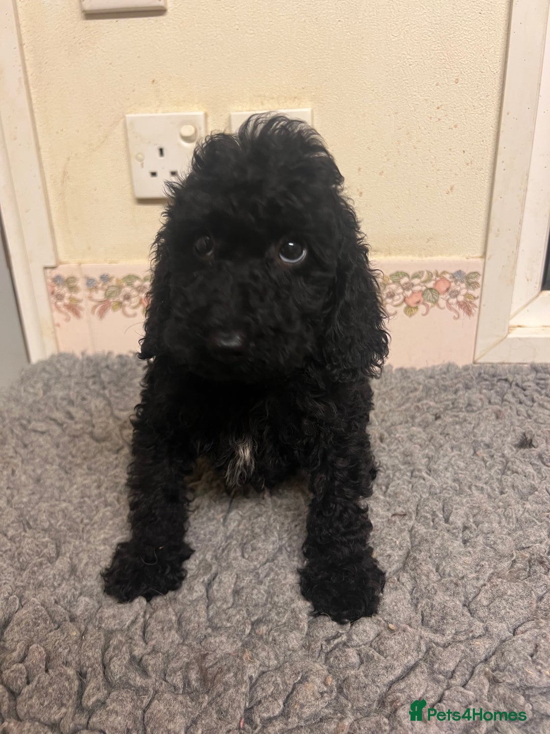 Cockapoo dogs for sale: Gorgeous F2b show type Cockapoo babies blue merles - Image 8