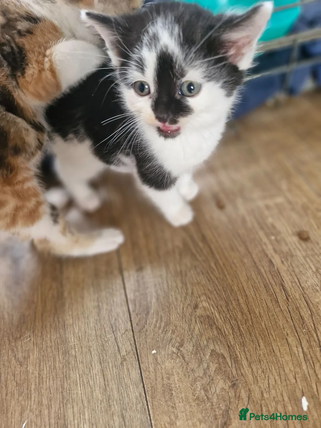 Mixed Breed cats for sale: Mixed breed kittens - Advert 2
