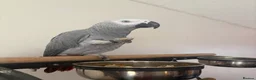 Parrots birds for sale: African grey - Advert 1