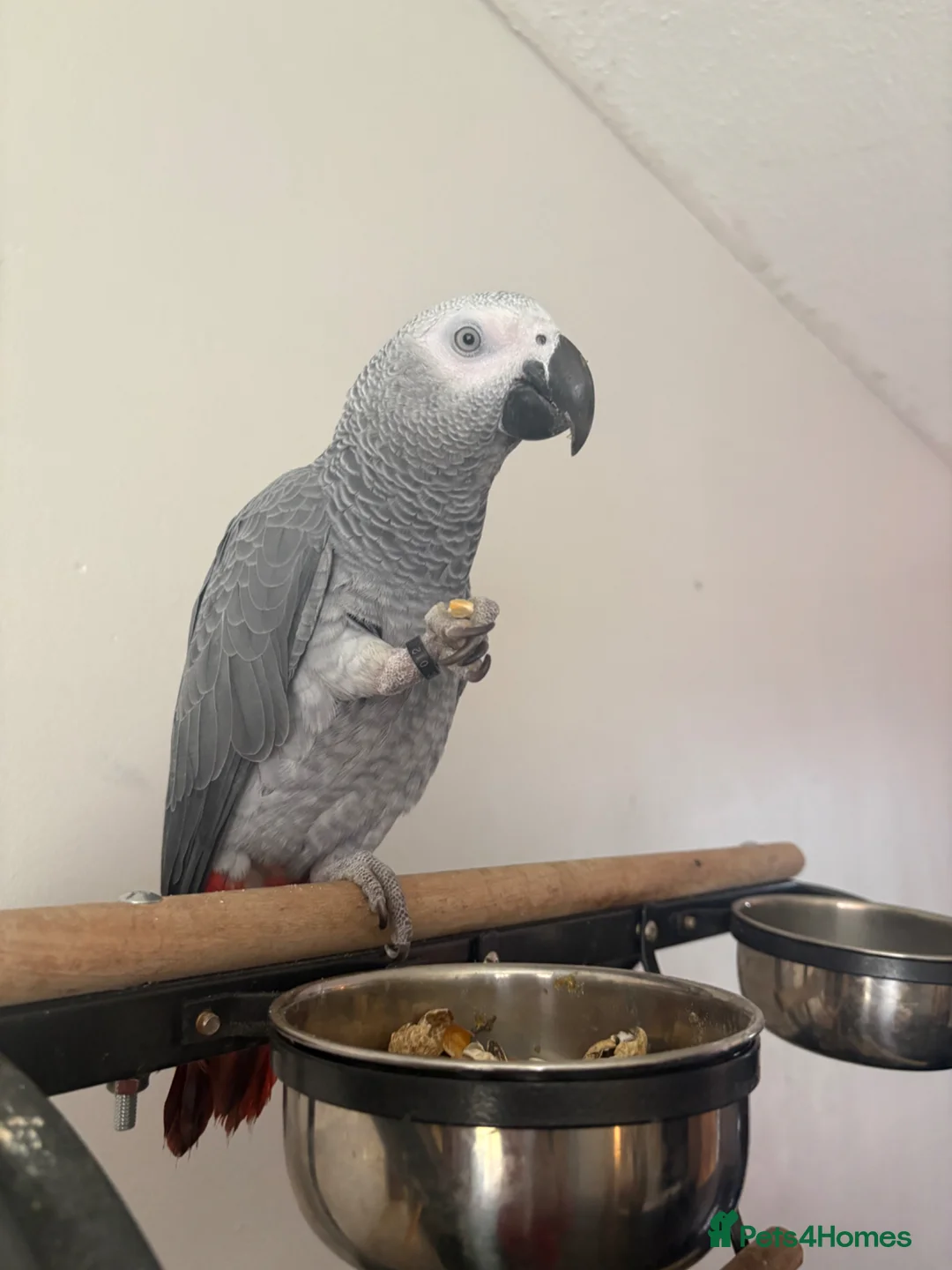 Parrots birds for sale: African grey - Advert 1