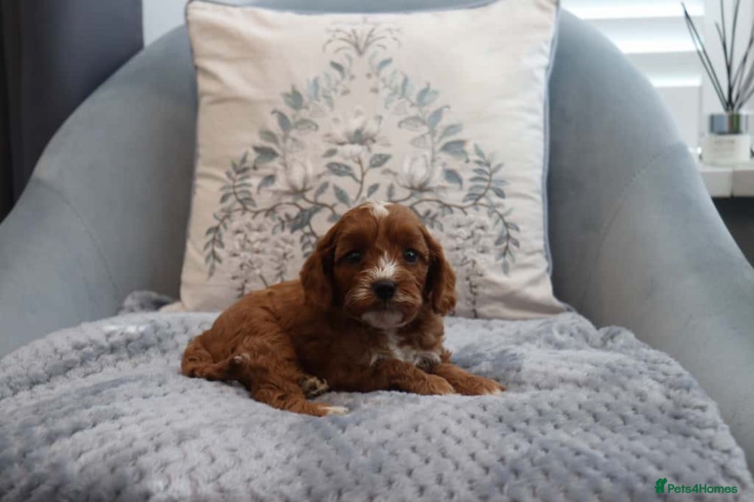 Cavapoochon dogs for sale: Beautiful Cavapoochons looking for forever homes - Image 6