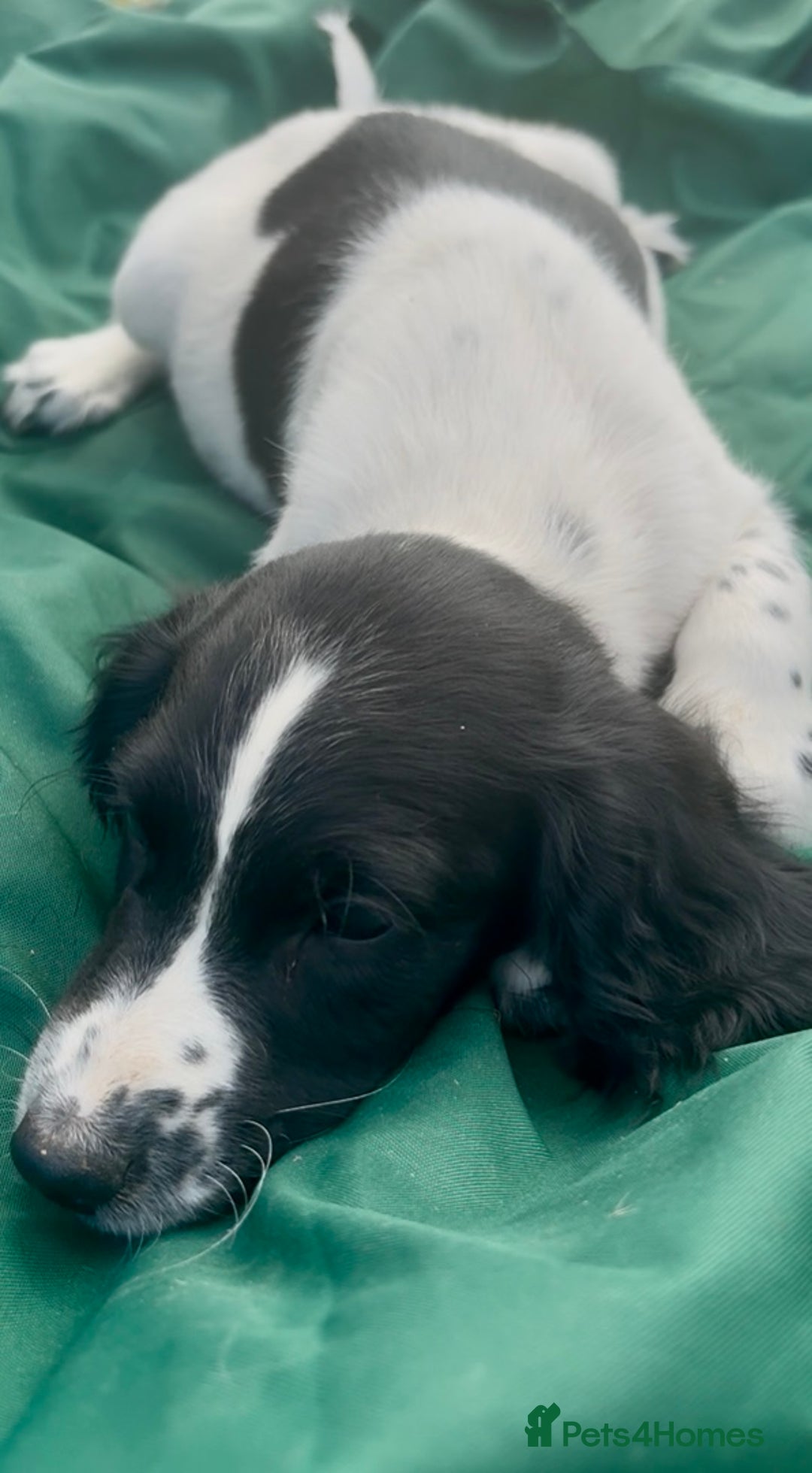 Sprocker dogs for sale: Sprocker puppy’s  - Image 9