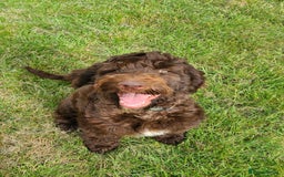 Sproodle dogs for sale: F1 Chocolate Spoodle Puppy - Girl - Image 1