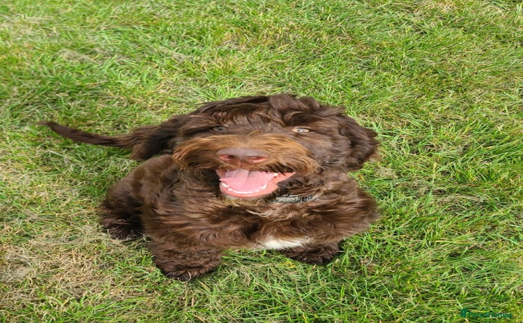 Sproodle dogs - Advert 1