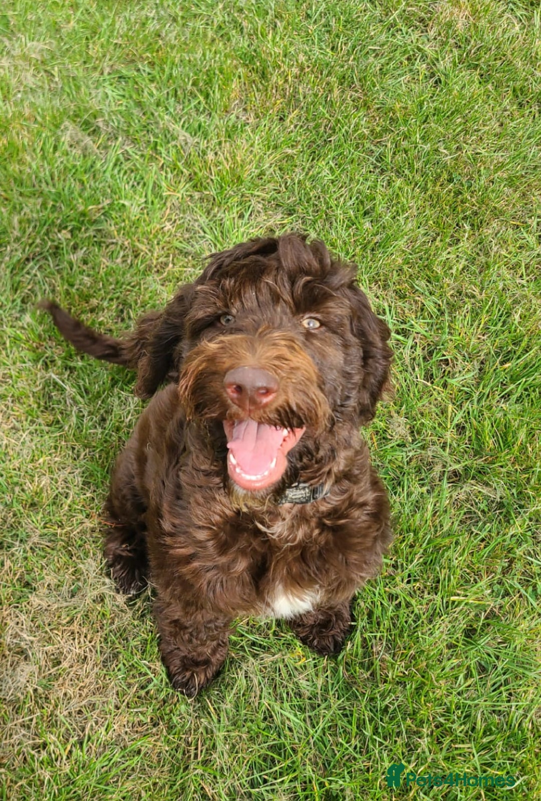 Sproodle dogs for sale: F1 Chocolate Spoodle Puppy - Girl - Image 1