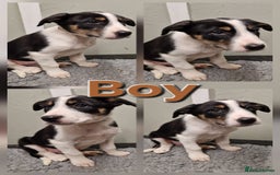 Border Collie dogs for sale: Fabulous Border Collie Pups - Image 7