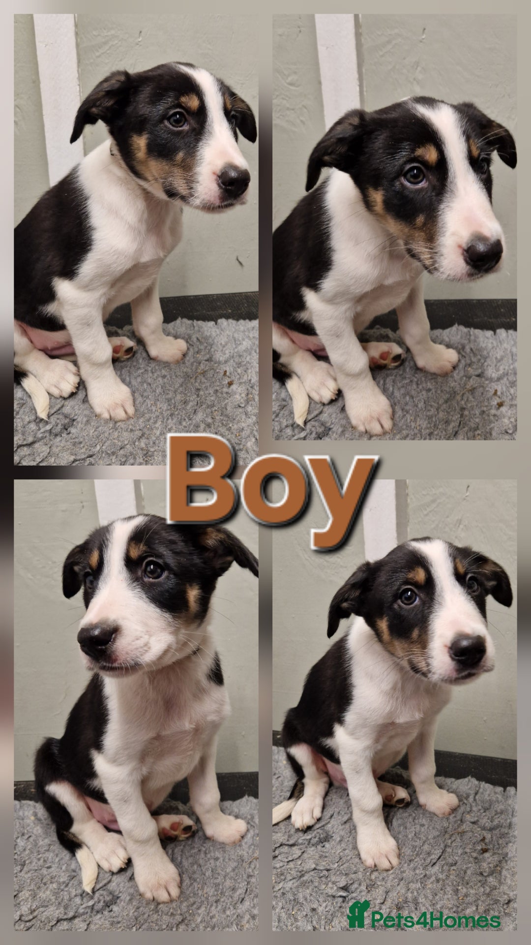 Border Collie dogs for sale: Fabulous Border Collie Pups - Image 7