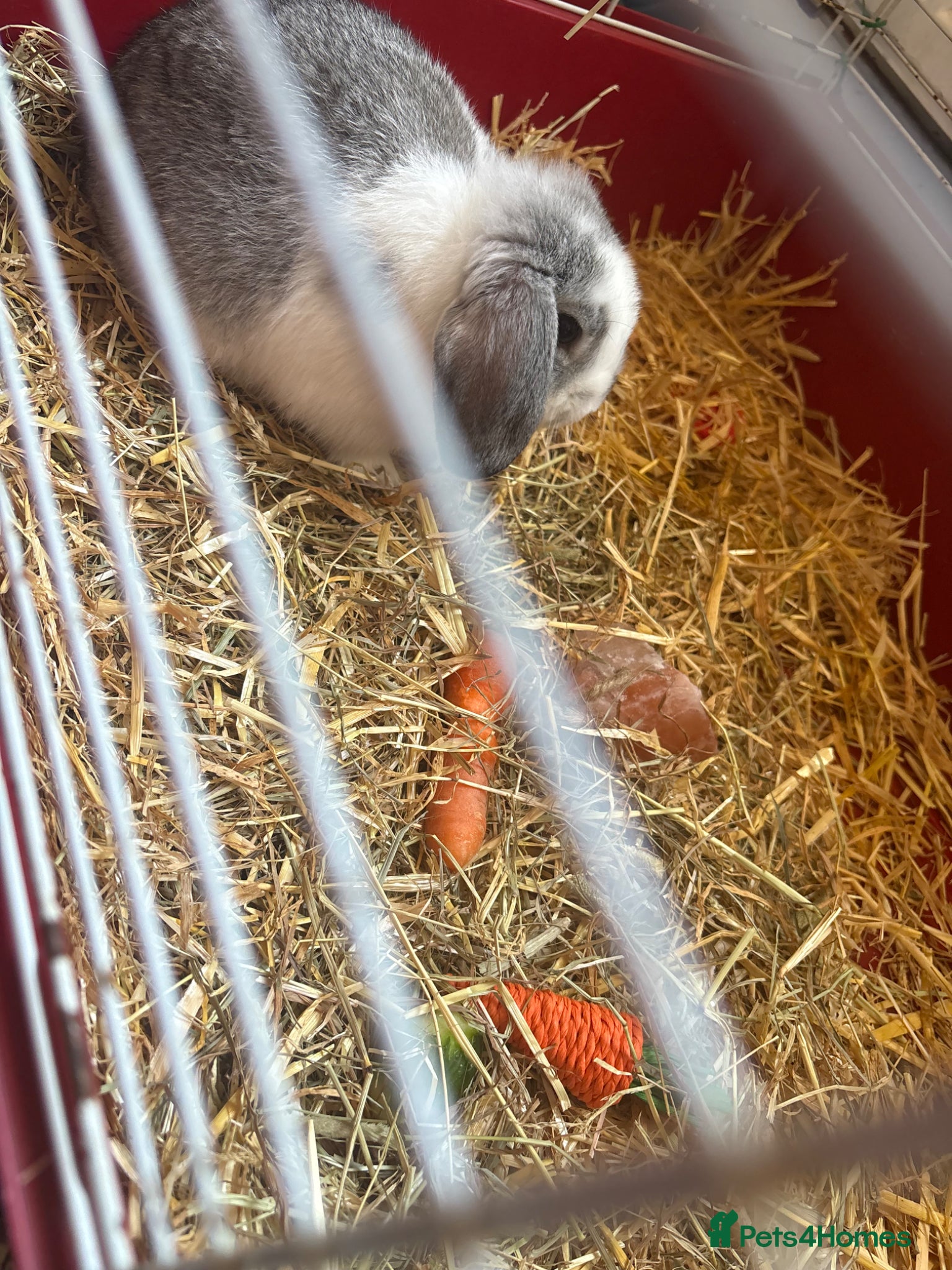 Mini Lop rabbits for sale: Grey and white 8 week old mini lop bunny  in Didcot - Advert 3