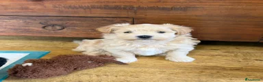 Havanese Puppy 1