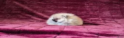 Pomeranian dogs for sale: Ultra Teddy Bear Pomeranian Puppies - Advert 6