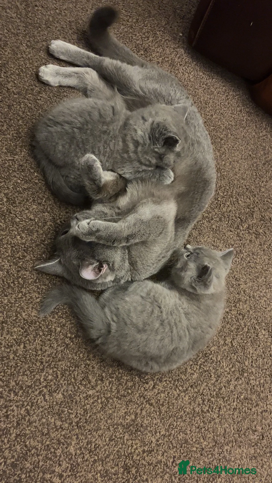 British Shorthair cats for sale: British Shorthair Kittens in Smethwick - Advert 1