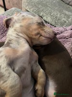 Dachshund dogs - Advert 6