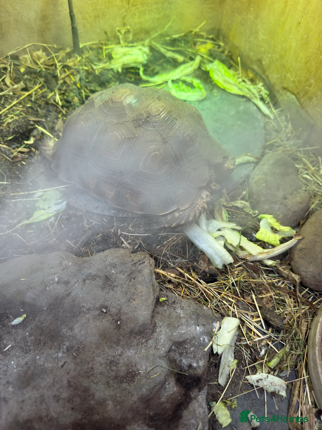 Tortoise reptiles for sale: Sulcata tortoise  - Advert 3