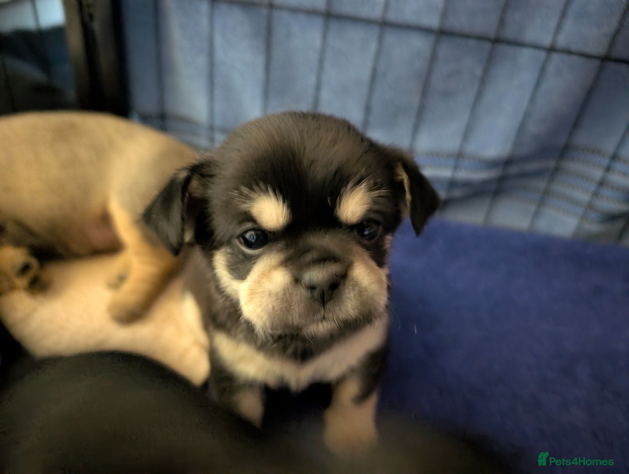 Mixed Breed dogs Shih Chi X chihuahua Frenchie - Advert 2
