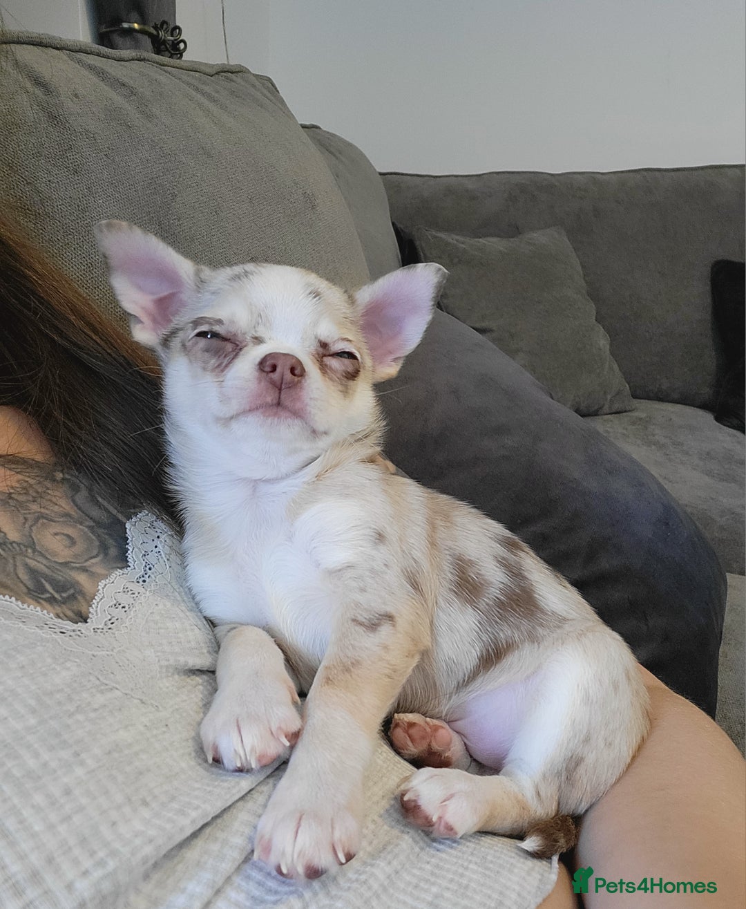 Chihuahua dogs for sale: Chihauhuas For Sale - Image 3