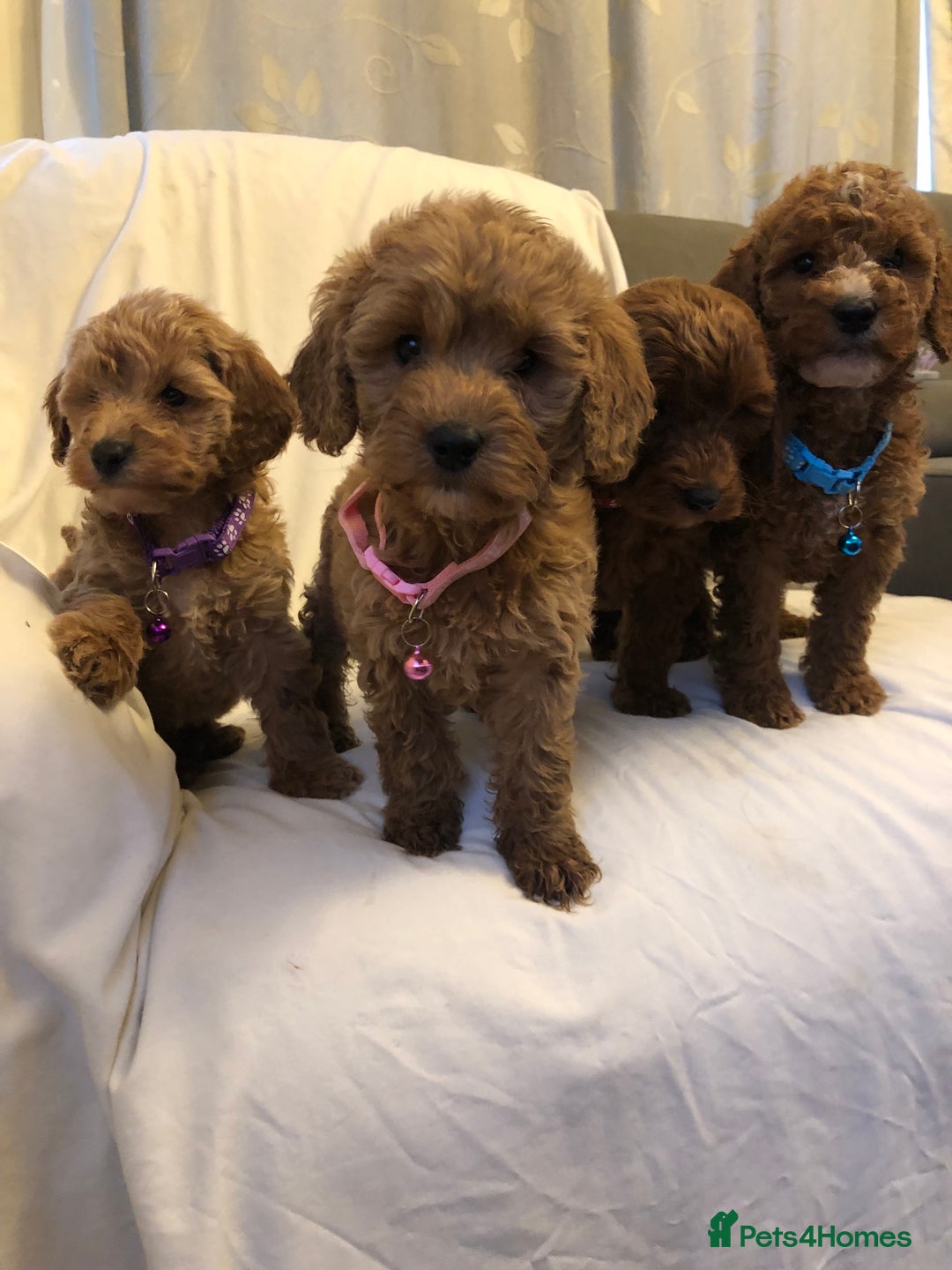 Cockapoo dogs for sale: Cockapoos - Advert 19