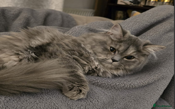 Persian cats for sale: Persian Dollface Kittens  - Image 13