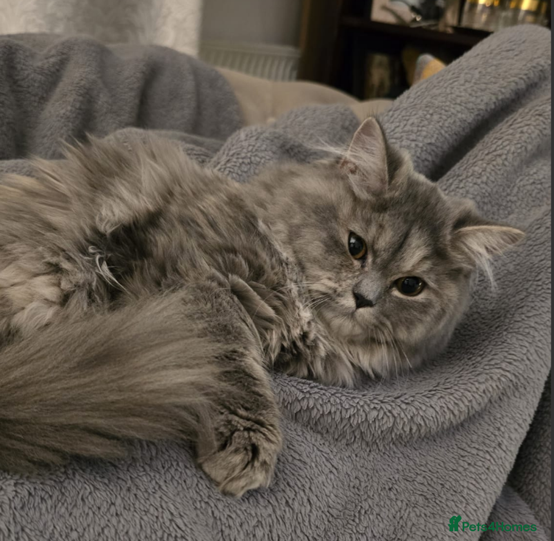 Persian cats for sale: Persian Dollface Kittens  - Image 13