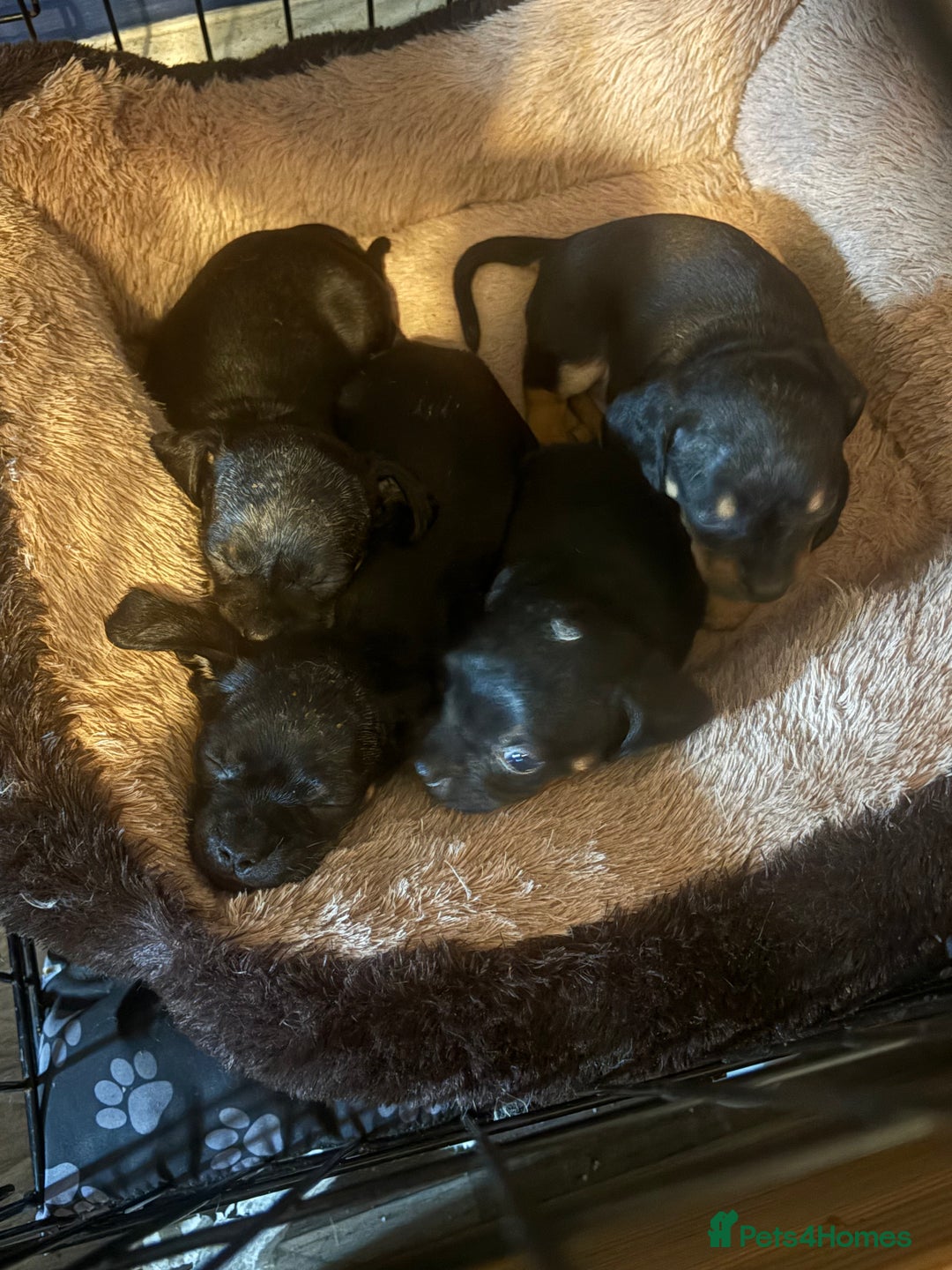 Mixed Breed dogs for sale: Beautiful Baby boy Daug puppy’s-  - Image 3