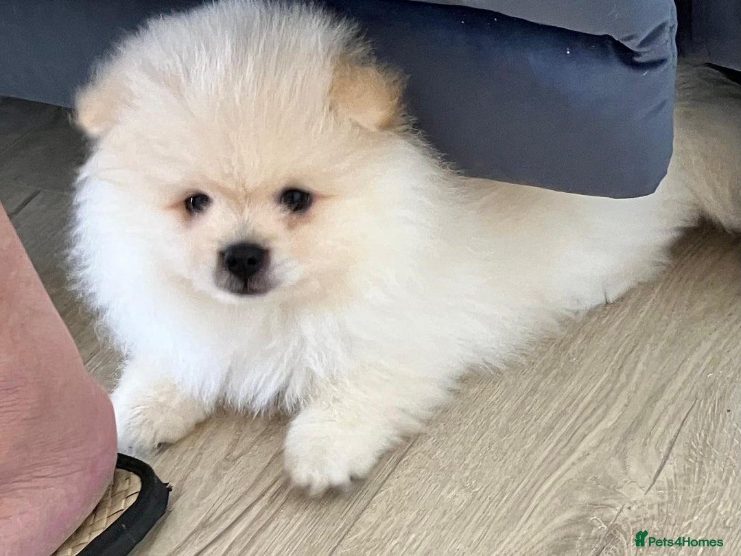 Pomeranian dogs for sale: 3 male Pomeranian puppies, 1 cream, 2 cream sable. - Image 2