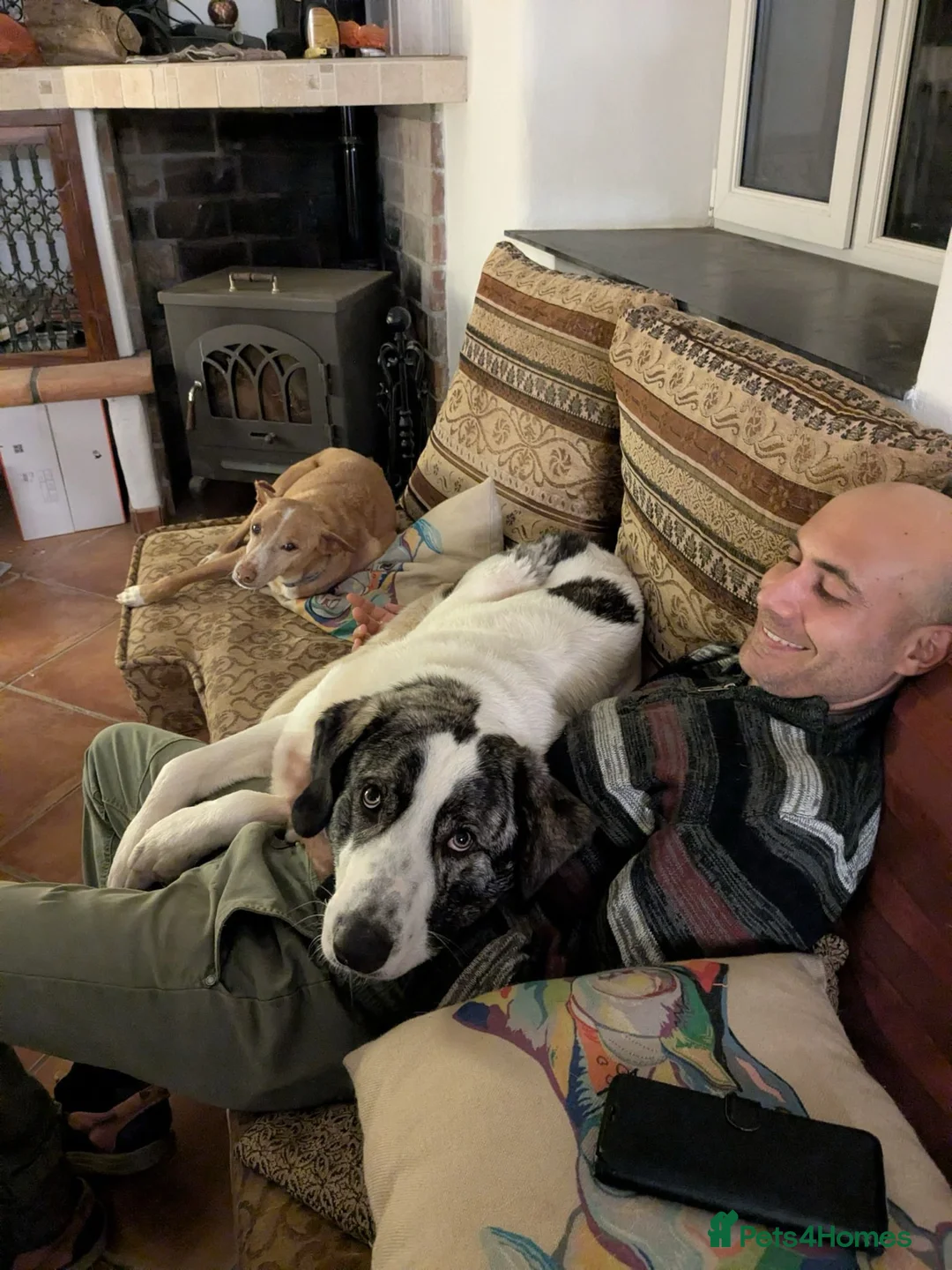 Mixed Breed dogs for adoption: Meet Danny ❤️ - Advert 2