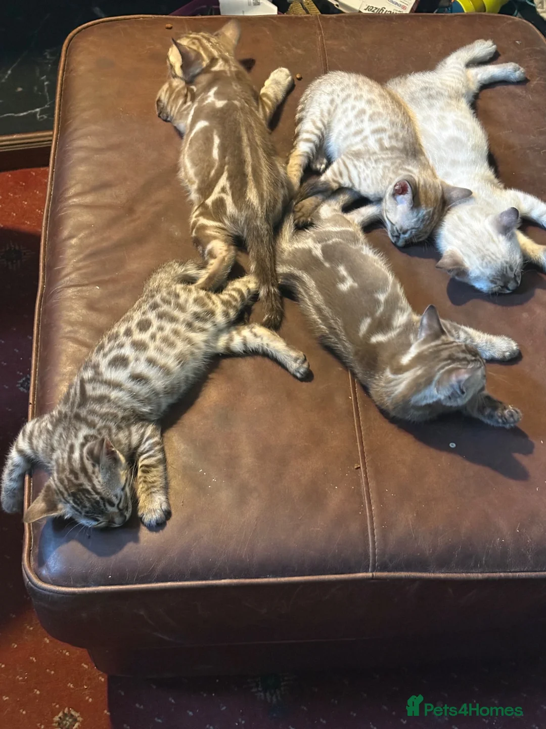 Bengal cats for sale: 🐾 Stunning TICA Registered Bengal Kittens 🐾 - Advert 2