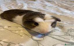 Guinea Pig rodents for sale: Guinea pigs  - Image 19