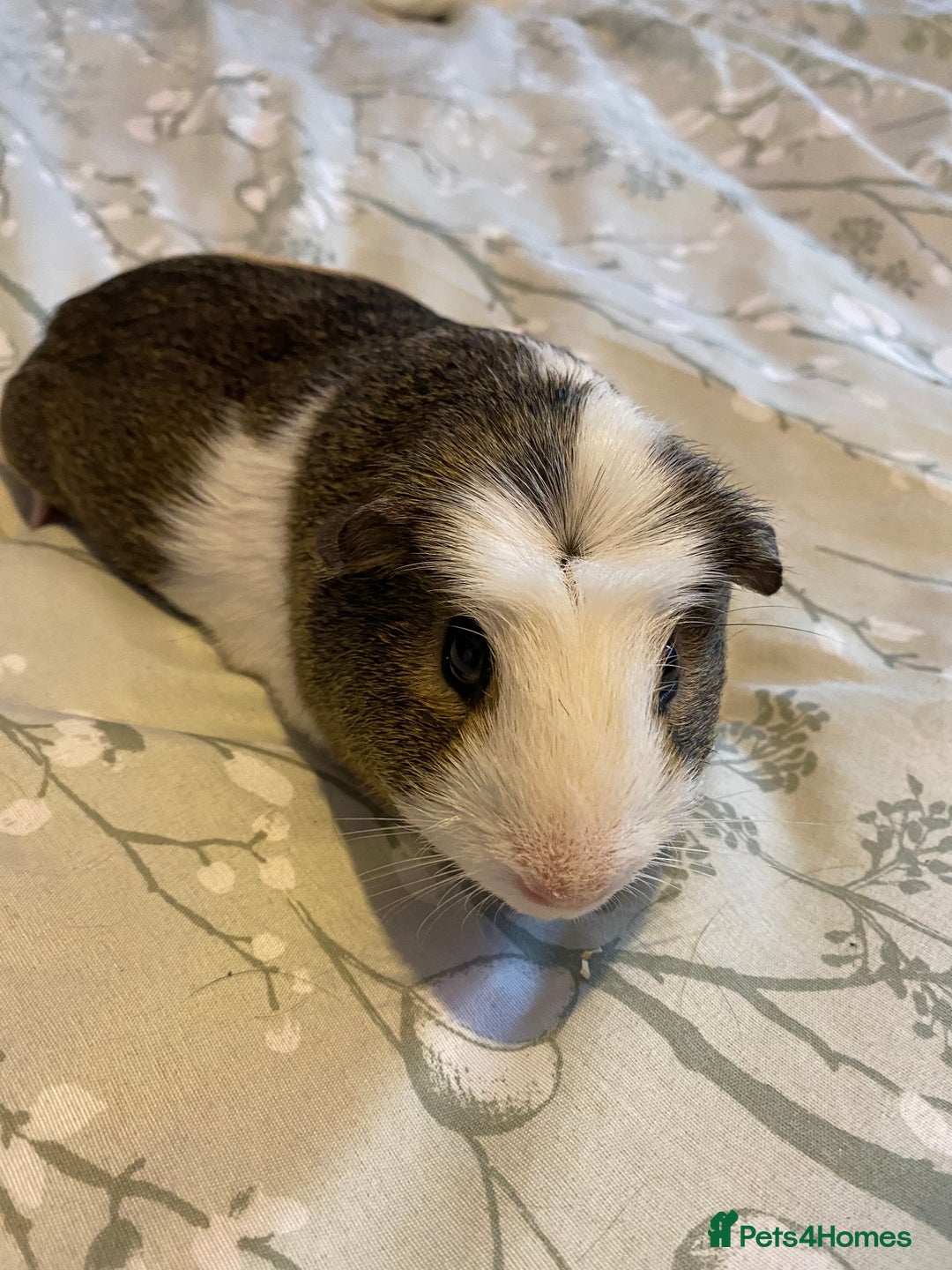 Guinea Pig rodents for sale: Guinea pigs  - Image 19