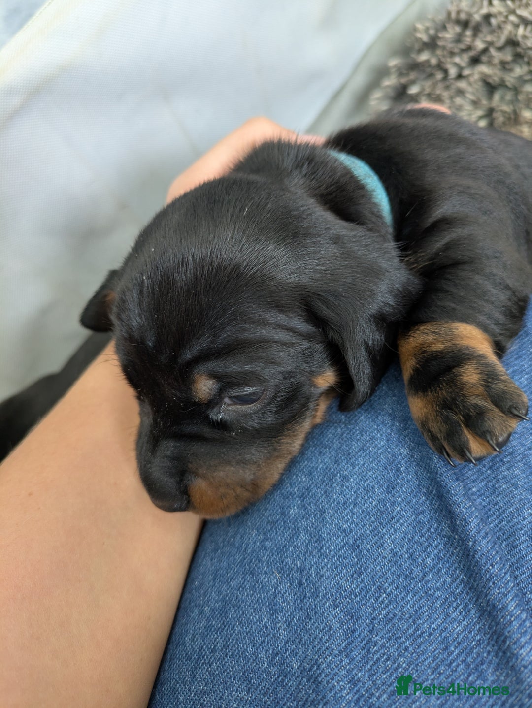 Dachshund dogs for sale: 🐾 Standard Dachshund Puppies-Absolutely perfect🐾 - Image 10