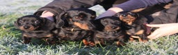 Miniature Dachshund dogs for sale: Stunning Miniature Dachshund Puppies - Advert 19