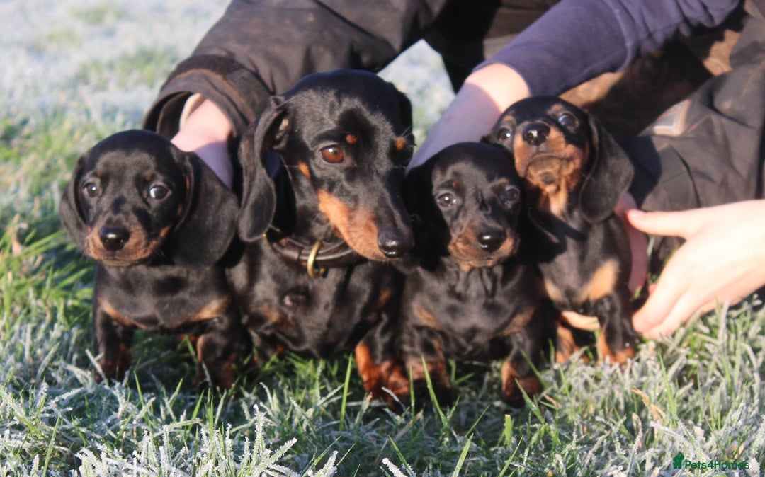 Miniature Dachshund dogs for sale: Stunning Miniature Dachshund Puppies - Advert 19