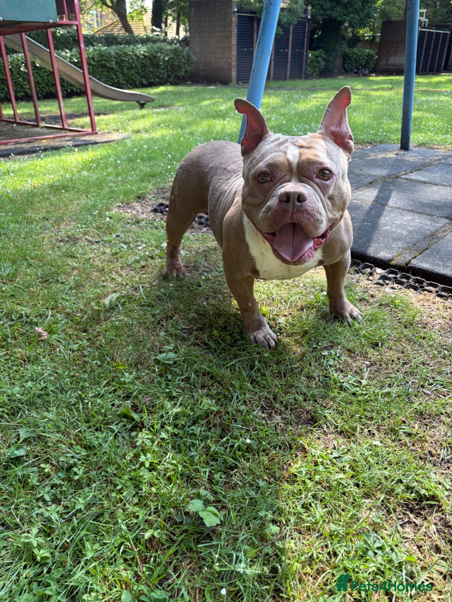 American Bully dogs American Bully Female ABKC - Advert 7