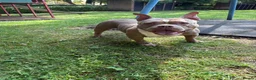 American Bully dogs for sale: American Bully Female ABKC - Advert 1