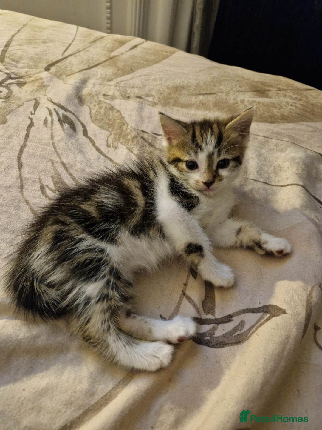 Mixed Breed cats for sale: 3 kittens for sale  - Image 4