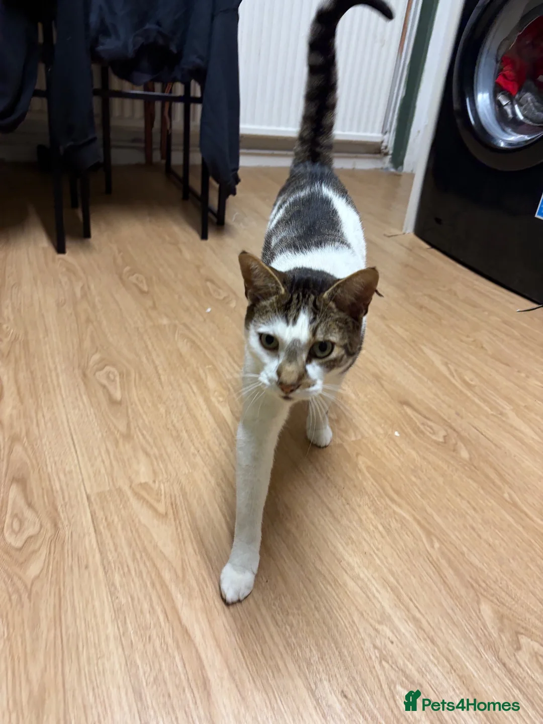 Mixed Breed cats for sale: Cat for sale in Leigh - Advert 5