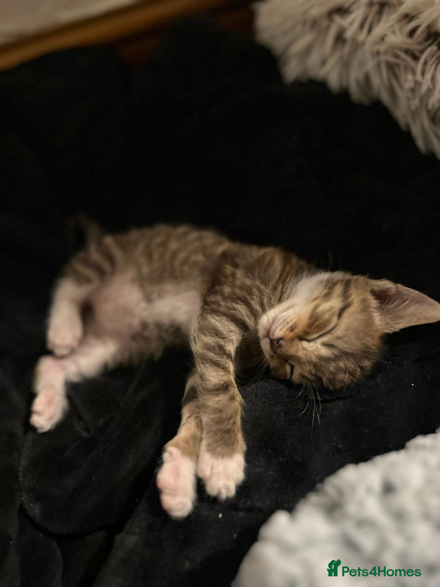 Mixed Breed cats Gorgeous Tabby Kitten - Advert 2