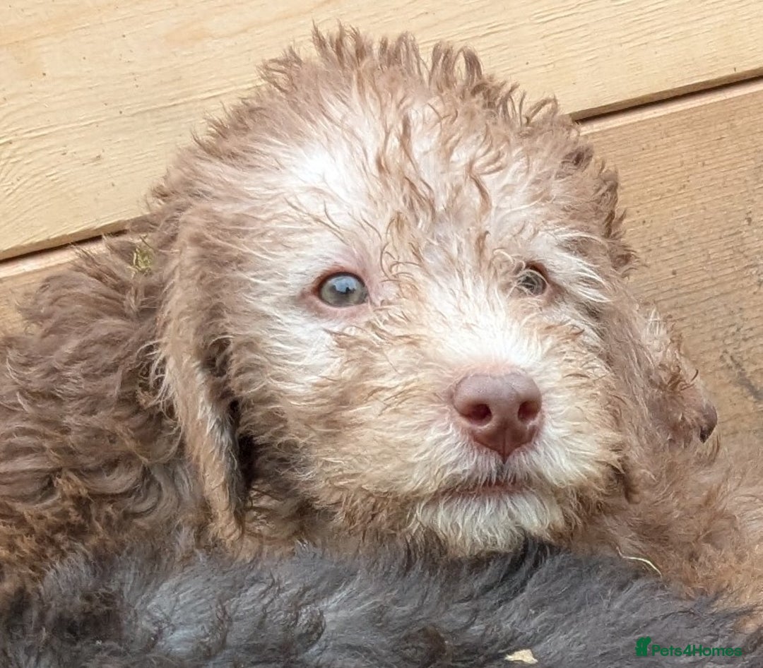 Bedlington Terrier dogs for sale: Bedlington terriers - working stock - Image 18