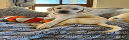 Labrador Retriever dogs for sale: ❤️🐾 Adorable, chunky Golden Labrador puppies 🐾❤️ - Advert 9