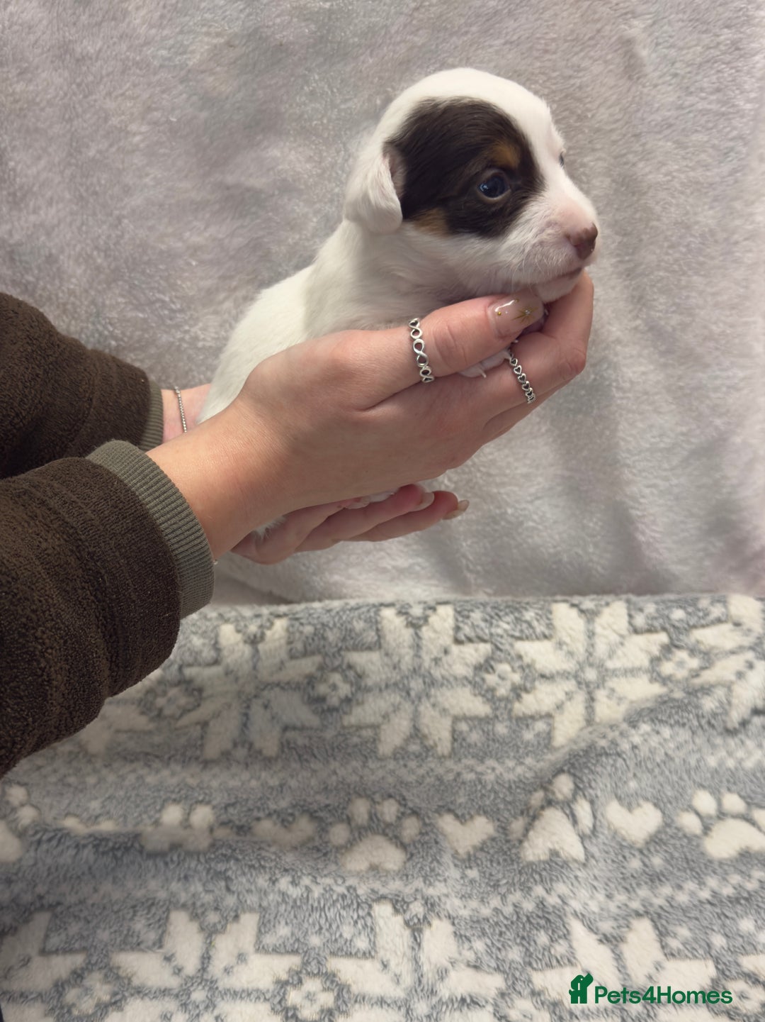 Jack Russell dogs for sale: Bred From Health Tested Parents - Advert 16