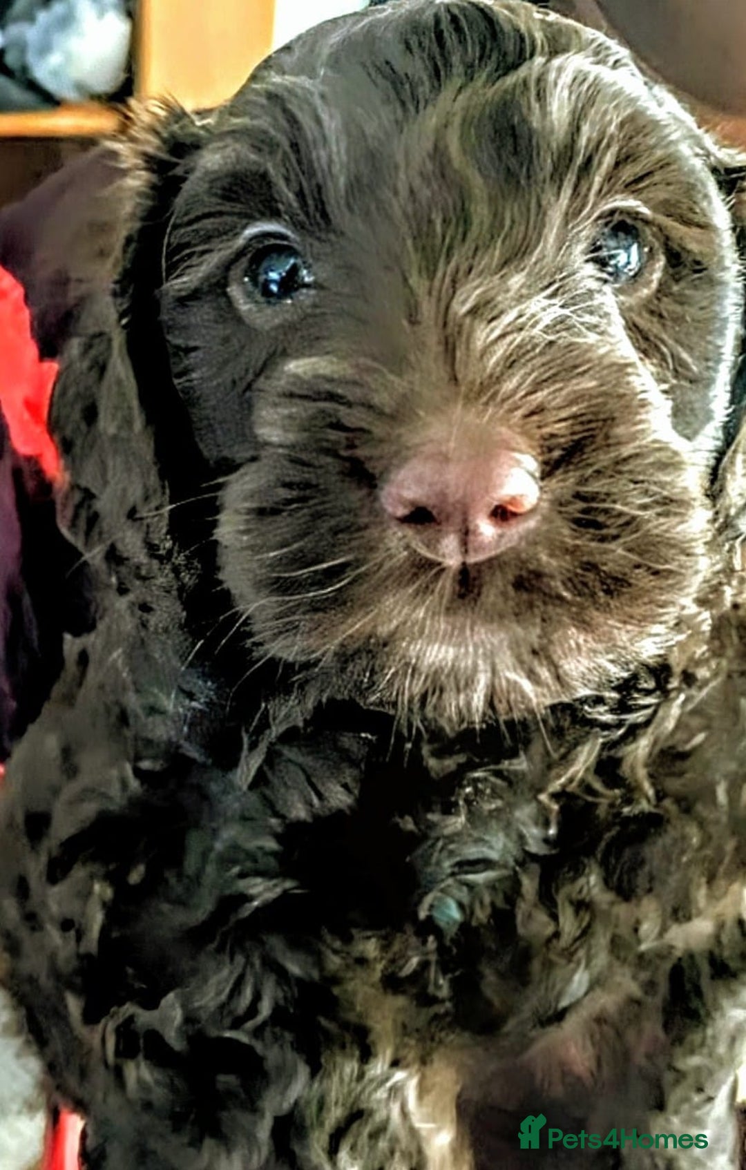 Cockapoo dogs for sale: 🐾 Adorable Mini Cockapoo Puppies for Sale! 🐾 - Image 1