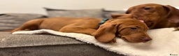 Hungarian Vizsla dogs for sale: Ready to leave KC Registered Vizsla Puppy  - Advert 2