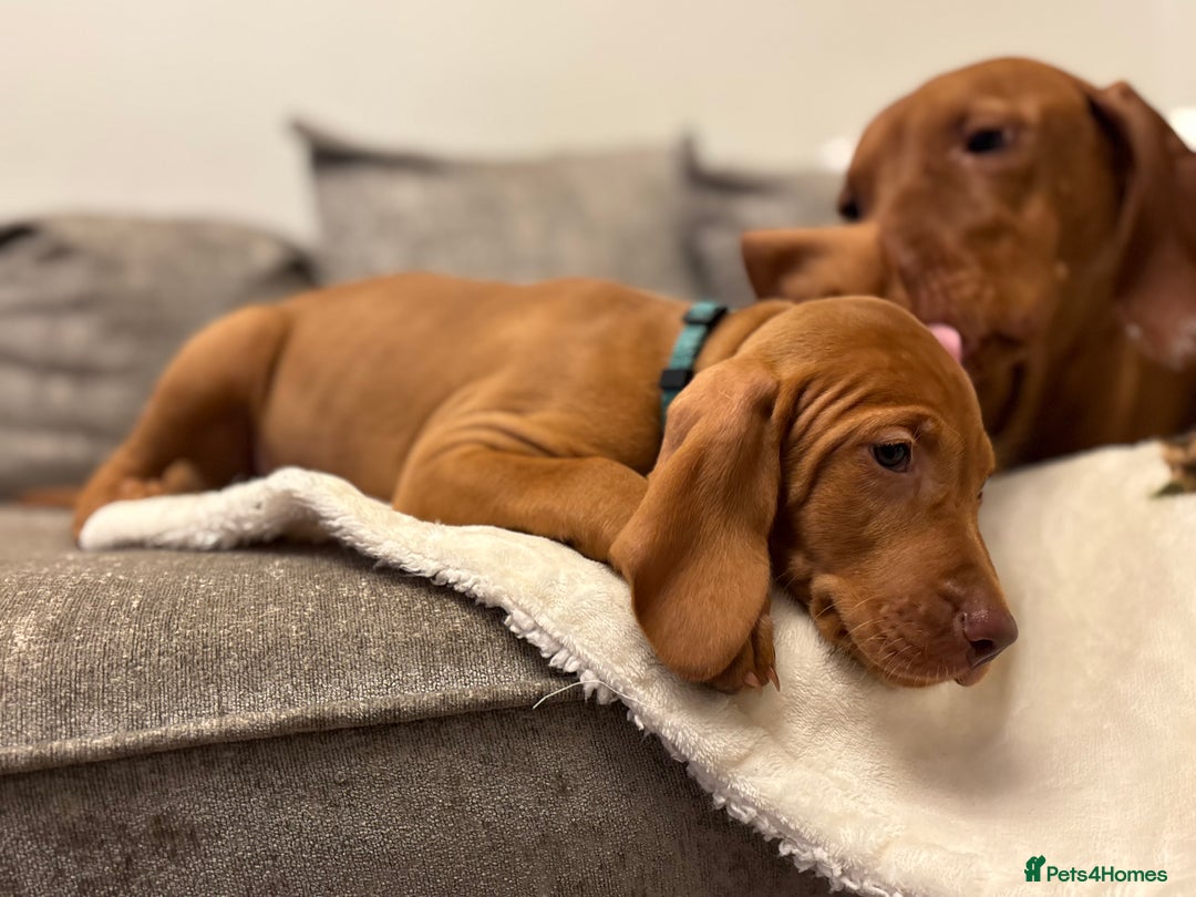 Hungarian Vizsla dogs for sale: Ready to leave KC Registered Vizsla Puppy  - Advert 2