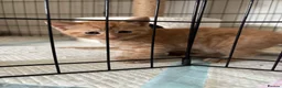 Mixed Breed cats for sale: three ginger kittens 5 weeks old🧡 - Advert 4